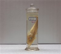 藏品(平面黃魴鮄)的圖片